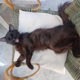 Photo de chat perdu à La Ferte Alais