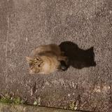 Photo de chat trouvé à Les Ulis