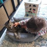 Photo de chat perdu à Champigny Sur Marne