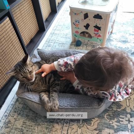 Photo 1/1 Cyrielle Annocque Chat perdu à Champigny sur marne