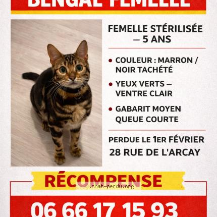 Photo 1/1 Tika Chat perdu à Saint avertin