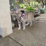 Photo de chat perdu à Aurora