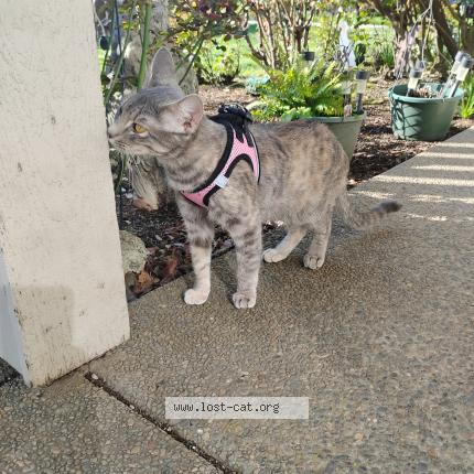 Photo 1/1 My-tyi Chat perdu à Aurora