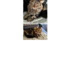 Photo de chat perdu à La Rochelle