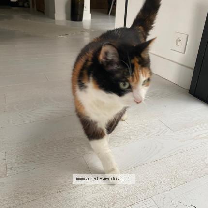 Photo 1/1 Chat retrouvé Perdu à Les sables d olonne