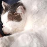 Photo de chat perdu à Saint Andre Le Gaz