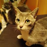 Photo de chat perdu à Ernee