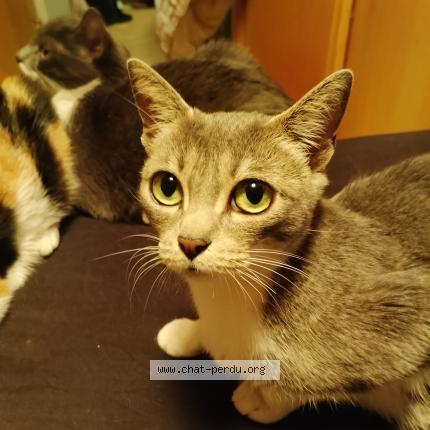 Photo 1/1 Minette Chat perdu à Ernee