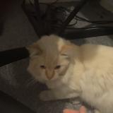 Photo de chat trouvé à Nice