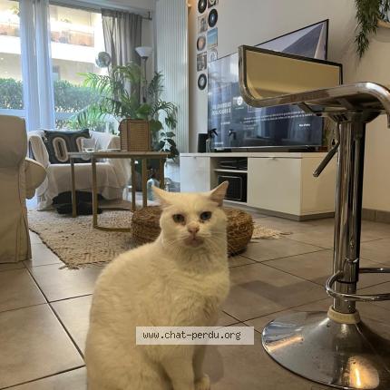 Photo 1/1 Chat retrouvé Perdu à Bordeaux