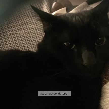 Photo 1/1 Chat retrouvé Perdu à Le treport