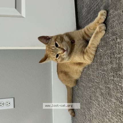 Photo 1/1 Chat trouvé Trouvé à Dallas