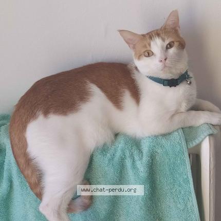 Photo 1/1 Willow Chat perdu à Luce