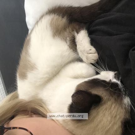 Photo 1/1 Chat trouvé Trouvé à Tarbes