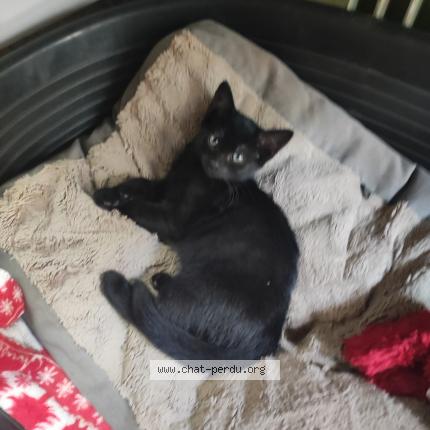 Photo 1/1 Chat retrouvé Perdu à Tourcoing