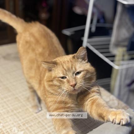 Photo 1/1 Chat retrouvé Perdu à Bourg st bernard