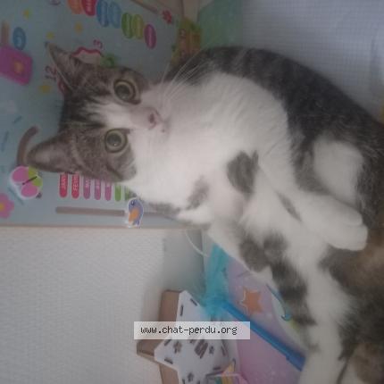 Photo 1/1 Iggy Chat perdu à La chapelle sur erdre