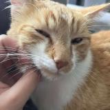 Photo de chat perdu à Vesoul