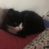 Photo de chat perdu à Gannat