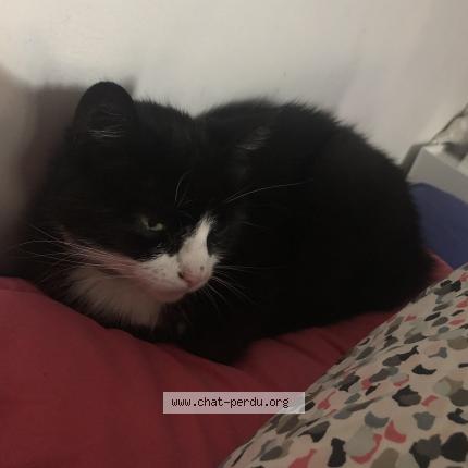 Photo 1/1 Cannelle Chat perdu à Gannat