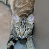 Photo de chat perdu à Aix En Provence