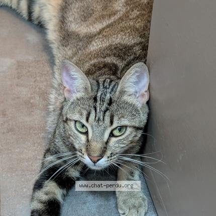 Photo 1/1 Géraldine Chat perdu à Aix en provence