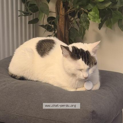 Photo 1/1 Nox Chat perdu à Blainville sur orne