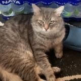 Photo de chat perdu à Laval