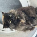 Photo de chat perdu à La Rochelle