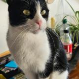 Photo de chat perdu à Prilly