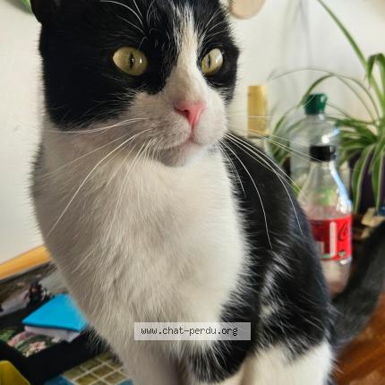 Photo 1/1 Dido Chat perdu à Prilly