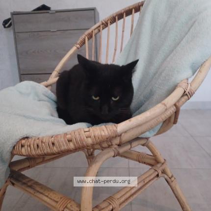 Photo 1/1 Albus Chat perdu à Hambers