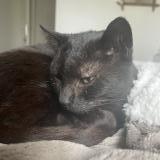 Photo de chat perdu à Saint Jean De La Ruelle