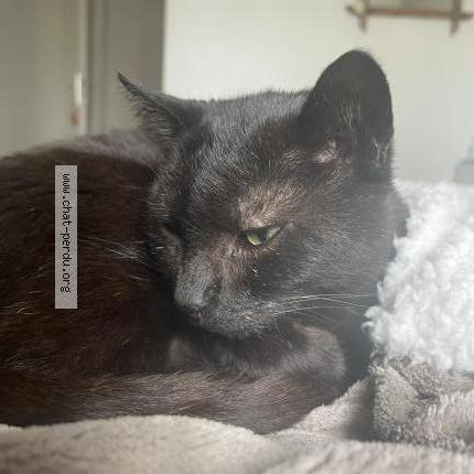 Photo 1/2 Filou Chat perdu à Saint jean de la ruelle