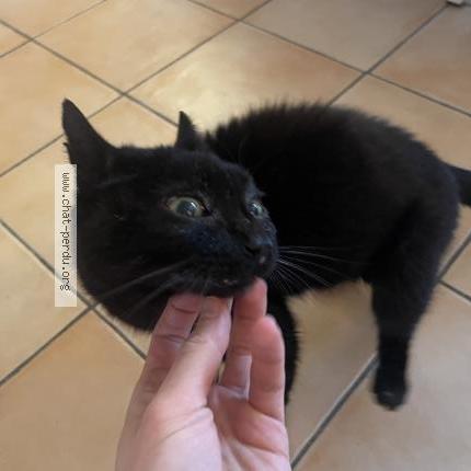 Photo 2/2 Filou Chat perdu à Saint jean de la ruelle