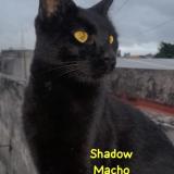 Photo de chat perdu à Lanus