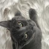 Photo de chat perdu à Riorges