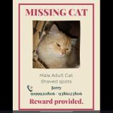 Photo de chat perdu à Ranchi