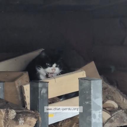 Photo 3/3 Chat retrouvé Trouvé à Orvault