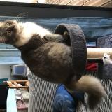 Photo de chat perdu à Brens