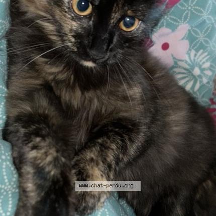 Photo 1/1 Chat retrouvé Perdu à Mareuil les meaux