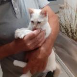 Photo de chat perdu à Landavran