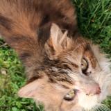 Photo de chat trouvé à Chantenay Villedieu