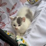 Photo de chat perdu à Tampon