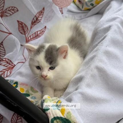 Photo 1/1 luna Chat perdu à Tampon