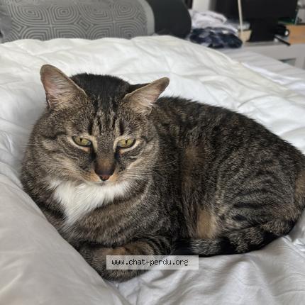 Photo 1/1 Chat retrouvé Perdu à Laval
