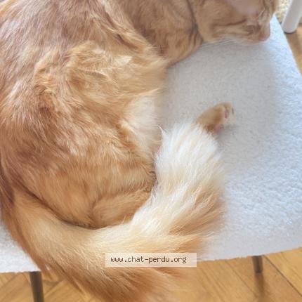 Photo 1/1 Gros minet Chat perdu à Bonnemain