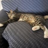 Photo de chat perdu à San Diego