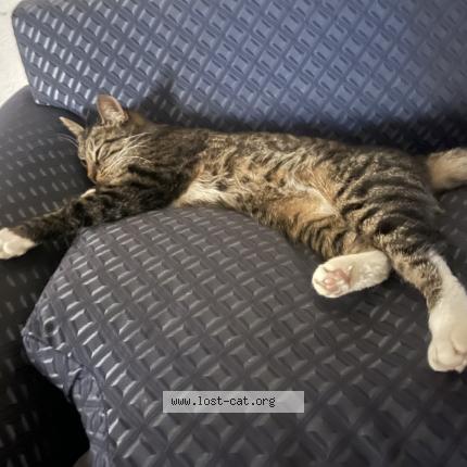 Photo 1/1 Luna Chat perdu à San diego