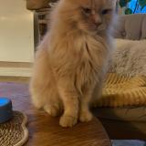 Photo de chat perdu à Hennebont